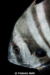Pretty Face of a batfish by Federico Betti 
